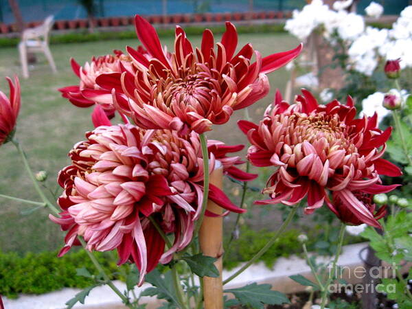 Chrysanthemum Poster featuring the photograph Chrysanthemum 4 by Padamvir Singh