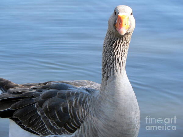 Goose Poster featuring the photograph City Park Goose by Elizabeth Fontaine-Barr