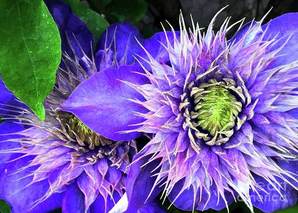 Clematis Poster featuring the photograph Clematis Multi Blue by Barbie Corbett-Newmin