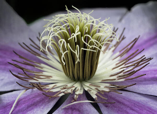 Fine Art Poster featuring the photograph Clematis World by Michael Friedman
