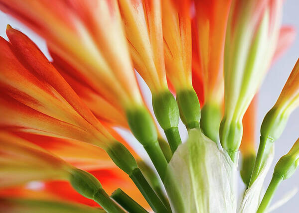 Orange Poster featuring the photograph Clivia Miniata 5 by Shirley Mitchell