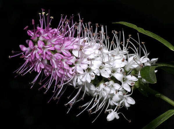 Flower Poster featuring the photograph Close look by Masami Iida