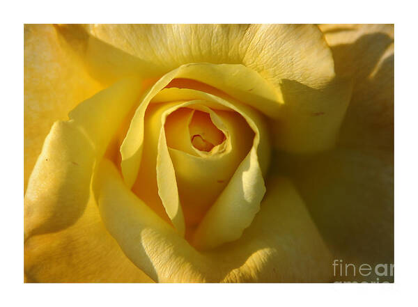 Rose Poster featuring the photograph Close-Up Yellow Rose in Bloom by Stefano Senise