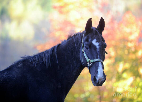 Rescue Horse Poster featuring the photograph Cole by Carien Schippers