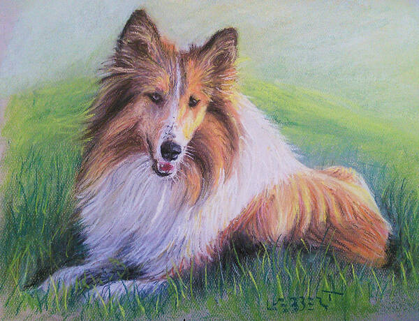 Collie Poster featuring the painting Collie by David Luebbert