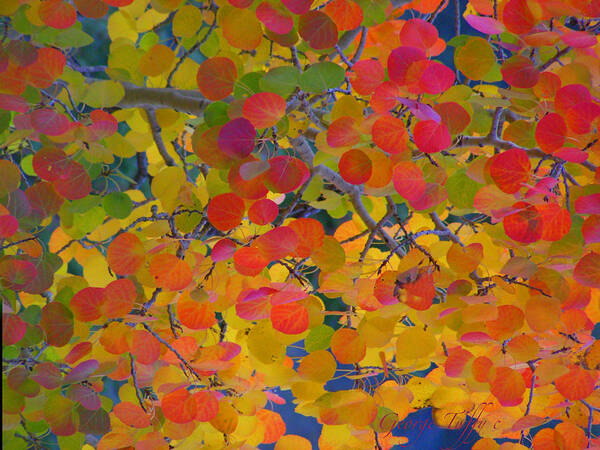 Fall Autumn Aspen Trees Colorful Gold Colorado Poster featuring the photograph Colorful aspen by George Tuffy