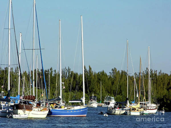 Dock Poster featuring the photograph Colorful Boats In The Indian River Lagoon by D Hackett