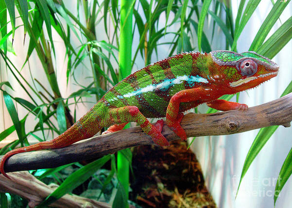Chameleon Poster featuring the photograph Colorful Chameleon by Nancy Mueller