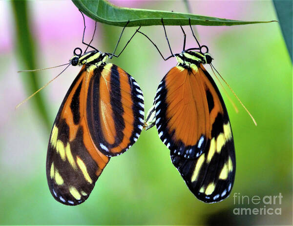 Mimic Tigerwing Butterfly Poster featuring the photograph Come Together by Kathy Kelly