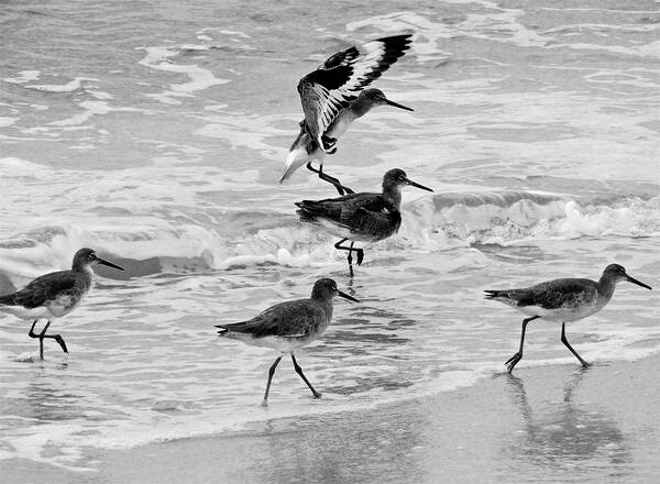 Boats Poster featuring the photograph Coming in for a Landing by Kathi Isserman