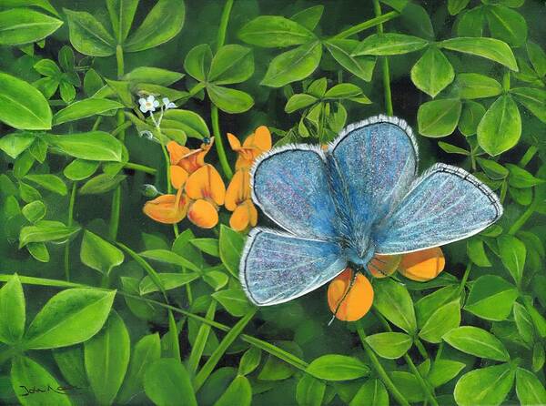 Common Blue Poster featuring the painting Common Blue on Bird's-foot Trefoil by John Neeve