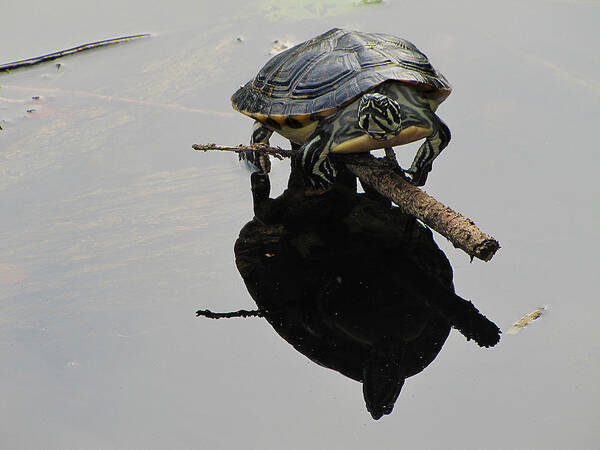 Michigan Poster featuring the photograph Common Map Turtle by Scott Hovind