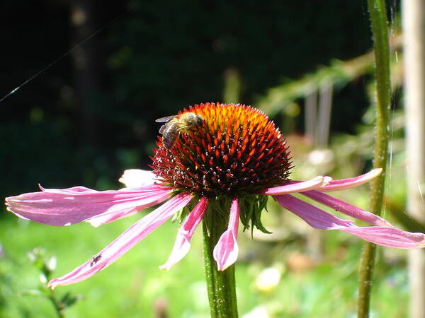 Flowers Poster featuring the photograph Cone flower and honey bee by Susan Baker