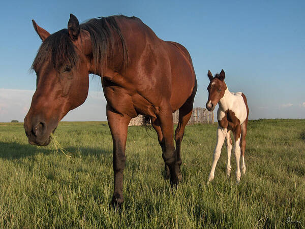 Horse Colt Baby Animals Herd Filly Ranch Farm Life Pasture Poster featuring the photograph Contentment by Andrea Lawrence