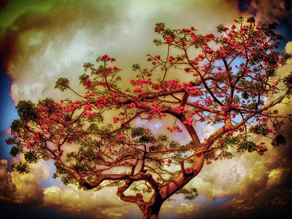 Trees Poster featuring the photograph Coral Tree by Joseph Hollingsworth