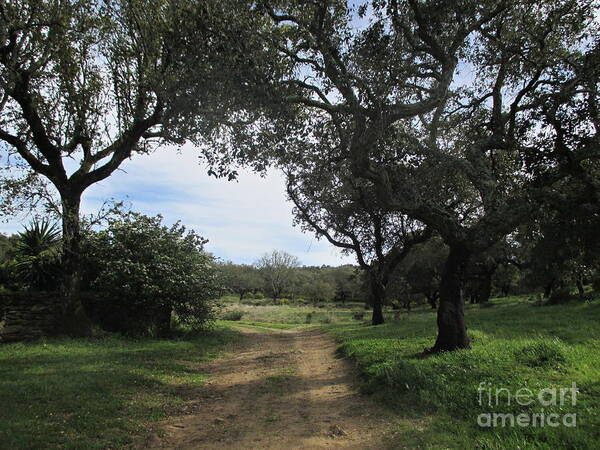 Oak Poster featuring the photograph Cork Oaks by Chani Demuijlder