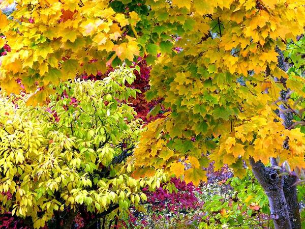 Autumn Poster featuring the photograph Country Color 15 by Will Borden