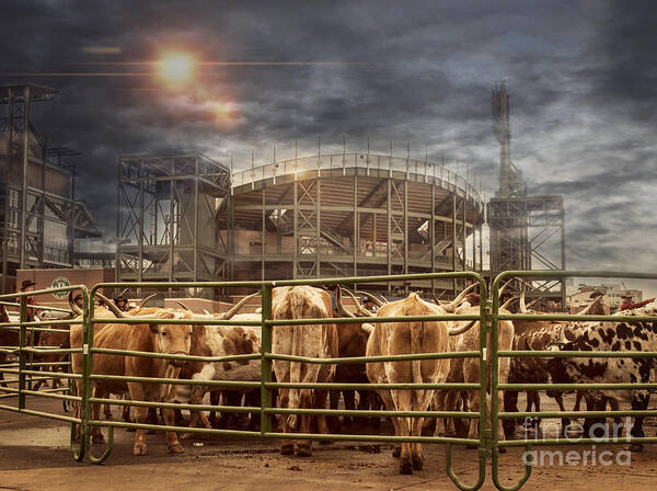 Agribusiness Poster featuring the photograph Cow Town by Juli Scalzi