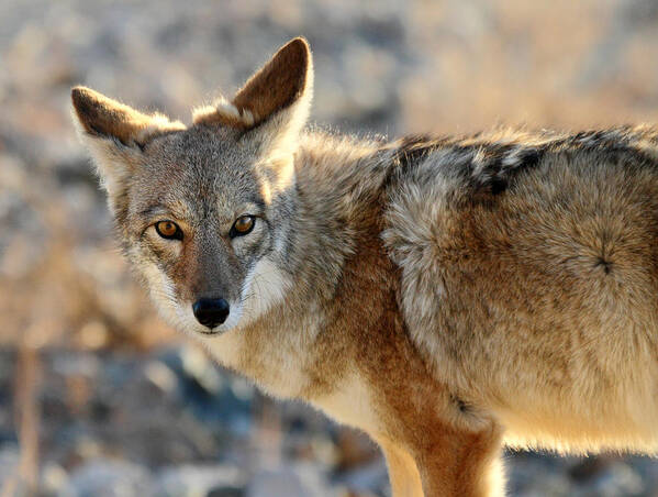 Coyote Poster featuring the photograph Coyote in Death valley National park by Pierre Leclerc Photography