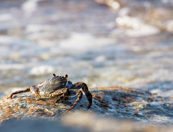Crab Poster featuring the photograph Crab Looking for Food by David Buhler