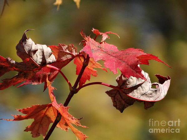 Maple Leaf Poster featuring the photograph Crimson Fall by J L Zarek