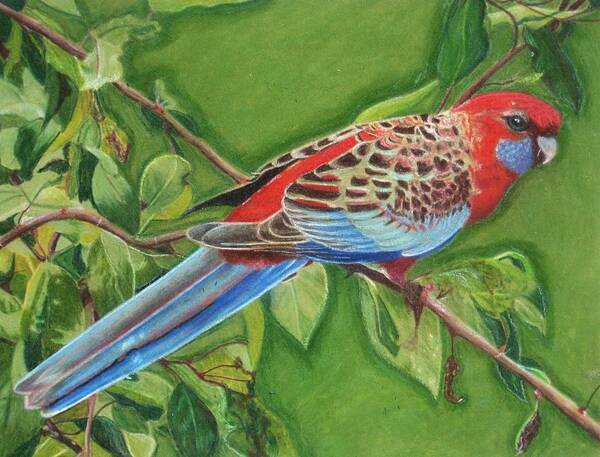 Red Poster featuring the drawing Crimson Rosella by Lori Hanks