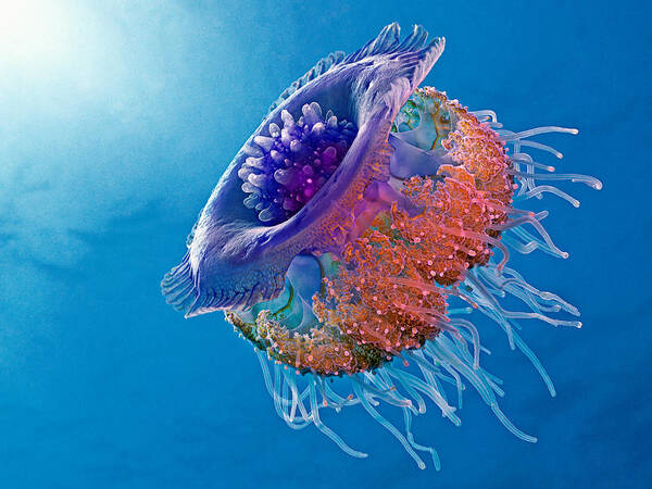 Jelly Poster featuring the photograph Crown Jellyfish by Henry Jager