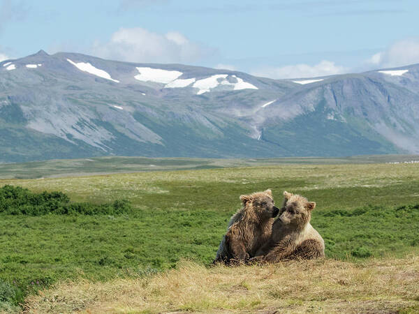 Alaska Poster featuring the photograph Cubs Playing on the Bluff by Cheryl Strahl