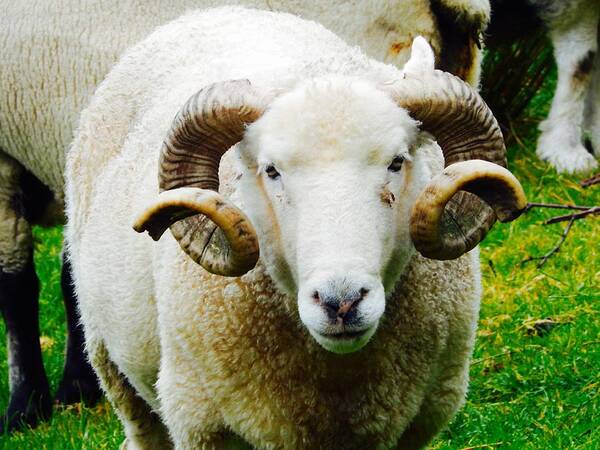 Curly Horned Sheep Poster featuring the photograph Curly Horned Sheep by Sue Morris