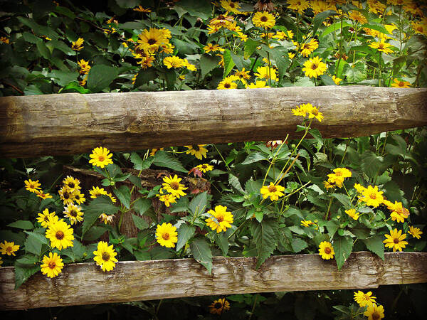 Flowers Poster featuring the photograph Daisy's Fence by Dark Whimsy