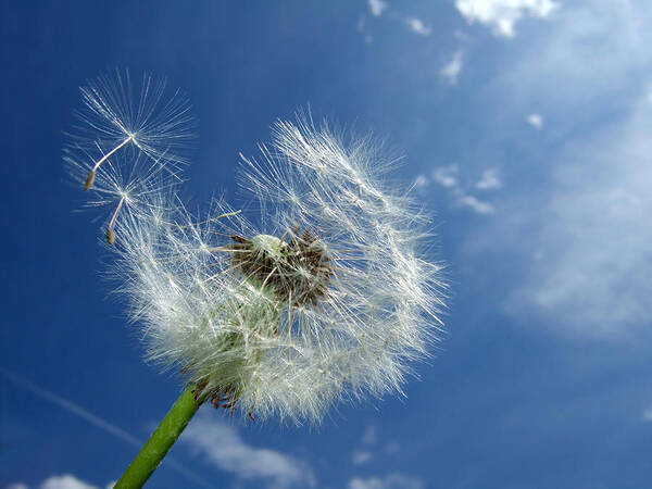 Dandelion Poster featuring the photograph Dandelion and blue sky by Matthias Hauser