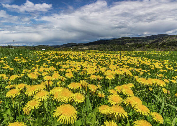 Flowers Poster featuring the photograph Dandelion Fields by Tim Kirchoff