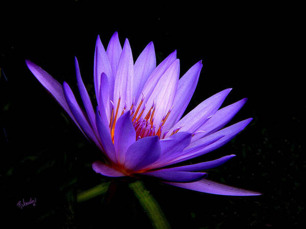 Water Lily Poster featuring the photograph Dark Side of the Purple Water Lily by Rosalie Scanlon
