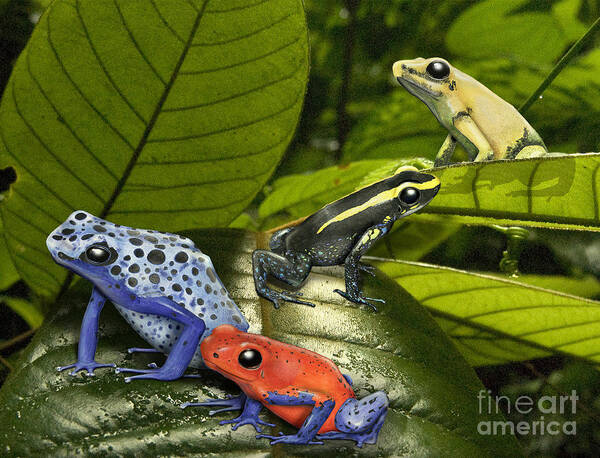 Dart-poison Frogs Poster featuring the painting Dart-Poison Frogs - Poison-Dart Frogs Dendrobatidae - Baumsteiger Frosch - Pijlgifkikkers by Urft Valley Art \ Matt J G Maassen-Pohlen