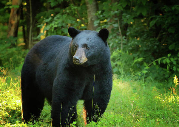 Black Bear Poster featuring the photograph Dawn's Early Light Bear by Duane Cross