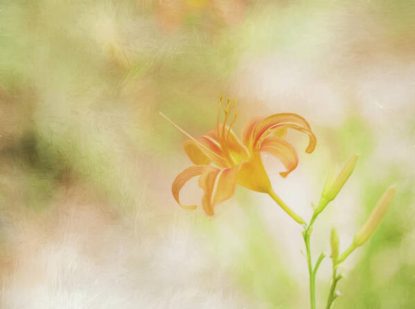 2017 Poster featuring the photograph Daylily by Wade Brooks