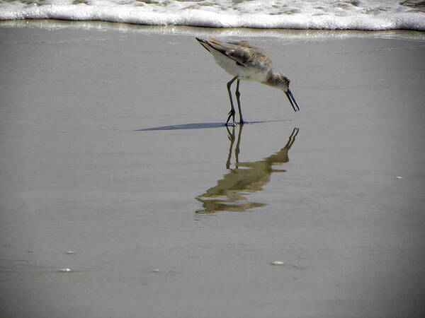 Shorebird Poster featuring the photograph Daytona Beach Shorebird by Christopher Mercer