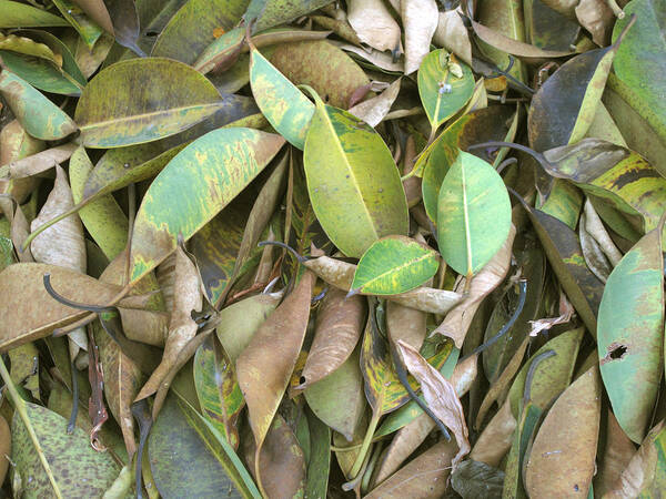 Leaves Poster featuring the photograph Dead leaves by Asha Sudhaker Shenoy