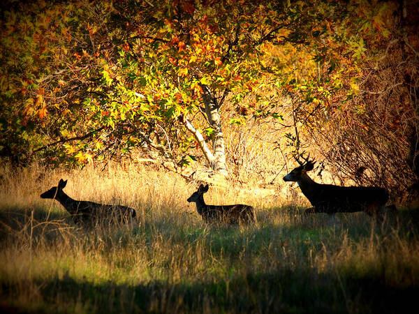 Landscape Poster featuring the photograph Deer Family in Sycamore Park by Carol Groenen