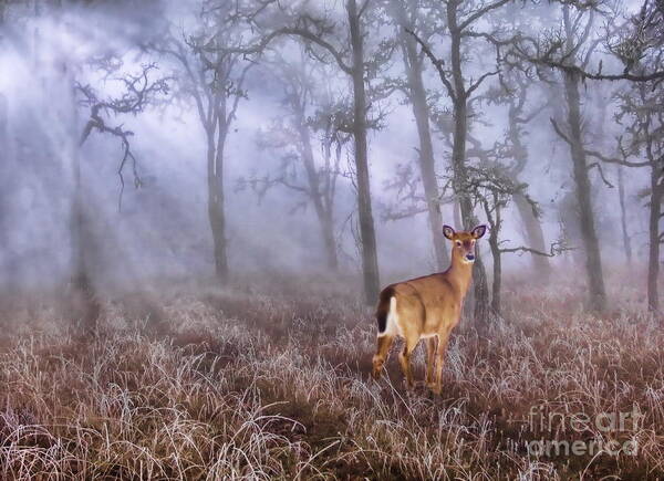 Deer Poster featuring the photograph Deer Me by Andrea Kollo