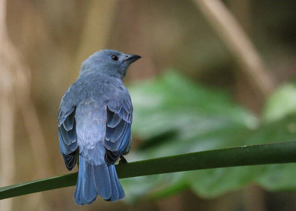 Blue-gray Tanager Poster featuring the photograph Denim Blue by Living Color Photography Lorraine Lynch