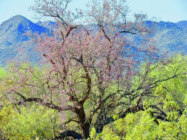 Arizona Poster featuring the photograph Desert Ironwood Beauty by Judy Kennedy