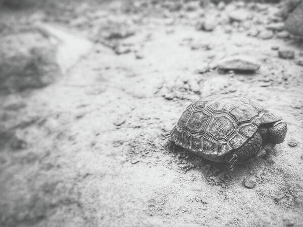 Turtle Poster featuring the photograph Desert Island by Mark Ross