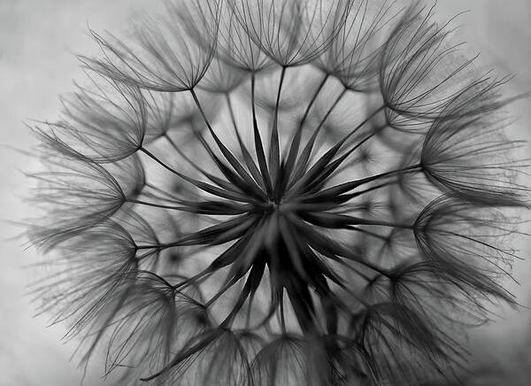 Flower Poster featuring the photograph Details by Mountain Dreams