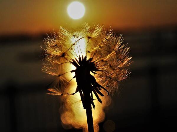 Sunset Poster featuring the photograph Dandelion Sunset by Jerry Connally