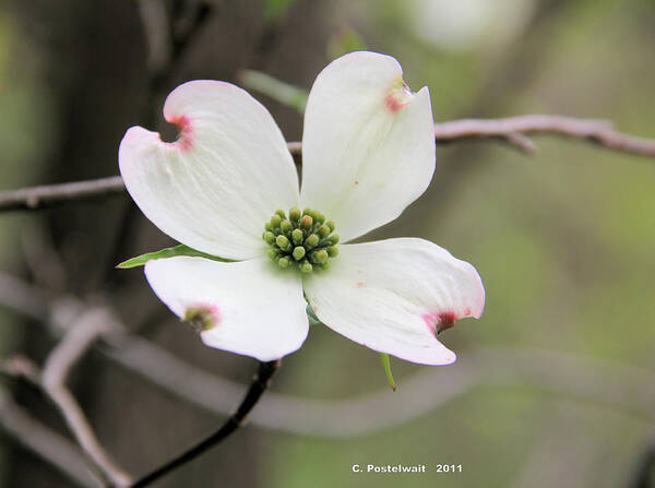 Dogwood Flower Poster featuring the photograph Dogwood Flower by Carolyn Postelwait