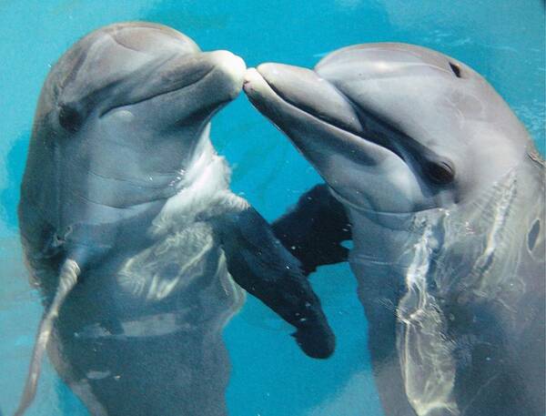Sea Life Poster featuring the photograph Dolphin Play by Florene Welebny