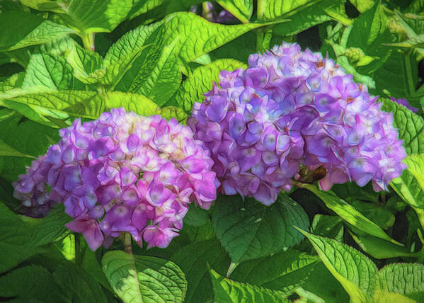 Flowers Poster featuring the photograph Dreamy Hydrangeas by Cathy Kovarik