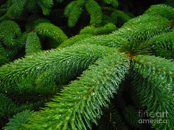 Dripping Oregon Coastal Pines Poster featuring the photograph Dripping Oregon Coastal Pines by Paddy Shaffer