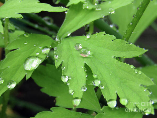 Poppy Poster featuring the photograph Drops on Poppy Leaves by Kim Tran